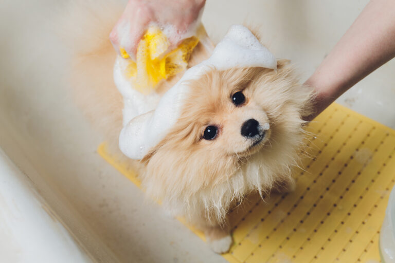 bathing the dog in the pomeranian dog hairdresser
