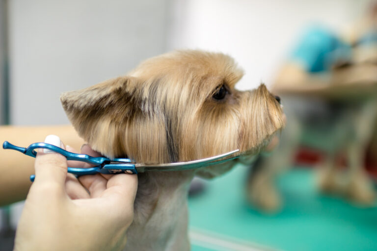 Beautiful Yorkshire Terrier dog getting groomed at salon. Professional cares for a dog in a specialized salon. Groomer's hands with scissors. Selective focus.