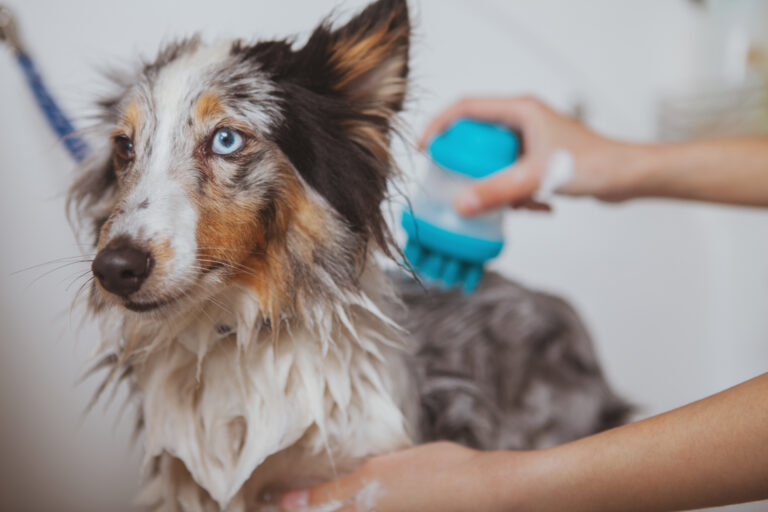 Cropped close up of adorable blue eyed dog enjoying backrubs during grooming at the salon. Cute puppy being washed in the bathtub for animals. Female groomer massaging back of adorable dog while washing
