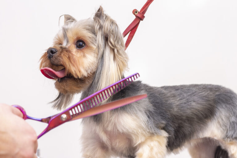 Professional cares for a dog in a specialized salon. Groomers holding tools at the hands. groomer concept