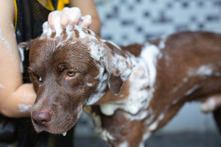 Young woman taking a bath with her favorite dog, world dog love day concept.